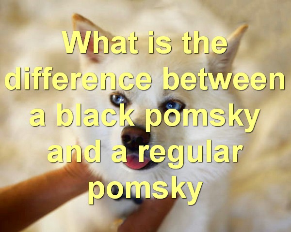 What is the difference between a black pomsky and a regular pomsky