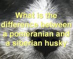 What is the difference between a pomeranian and a siberian husky