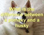 What is the difference between a pomsky and a husky