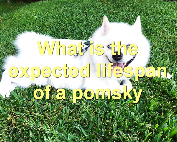 What is the expected lifespan of a pomsky