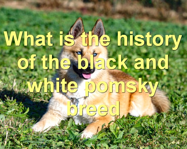 What is the history of the black and white pomsky breed