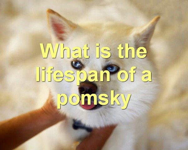 What is the lifespan of a pomsky