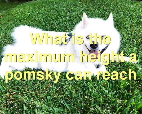 What is the maximum height a pomsky can reach
