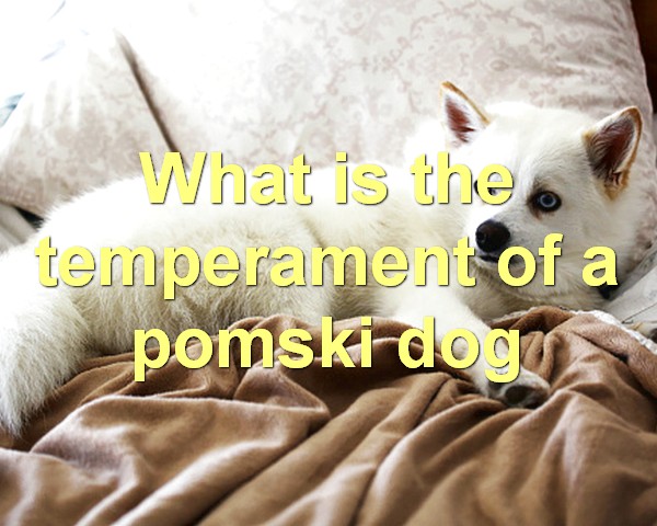What is the temperament of a pomski dog