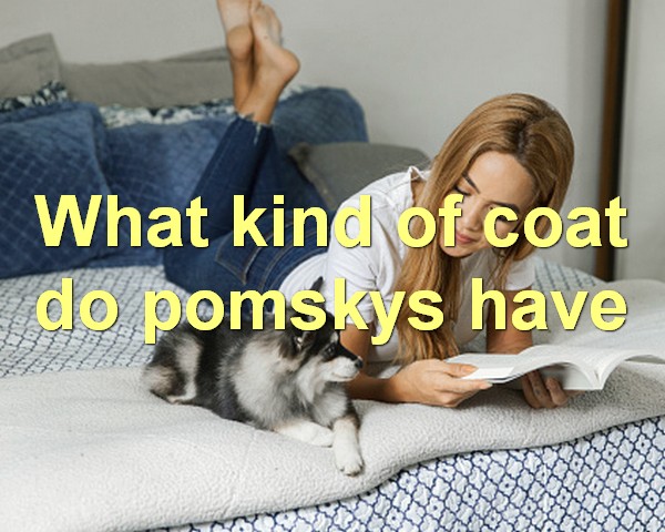What kind of coat do pomskys have