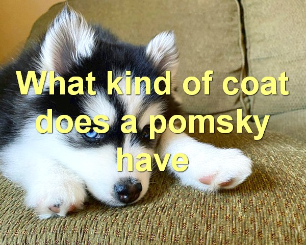 What kind of coat does a pomsky have