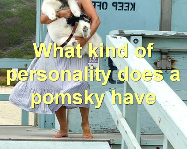 What kind of personality does a pomsky have