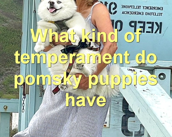 What kind of temperament do pomsky puppies have