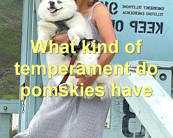 What kind of temperament do pomskies have