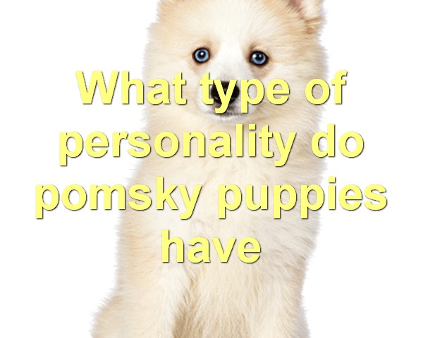What type of personality do pomsky puppies have
