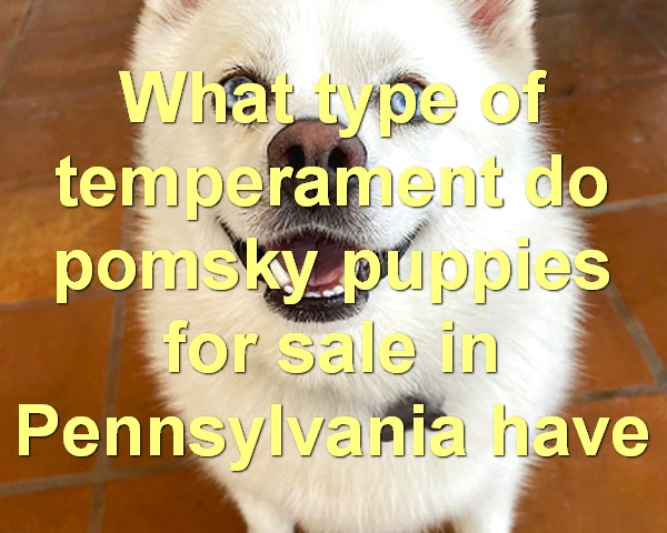 What type of temperament do pomsky puppies for sale in Pennsylvania have