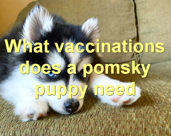 What vaccinations does a pomsky puppy need