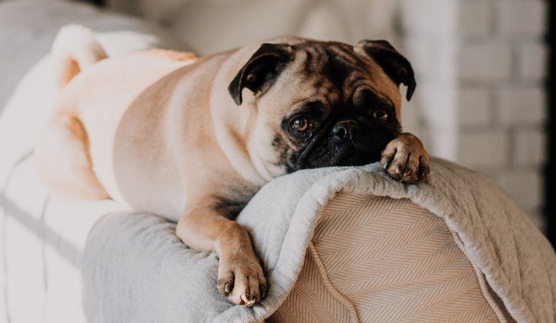 When to Put a Dog Down with Cushing's Disease