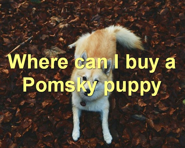 Where can I buy a Pomsky puppy
