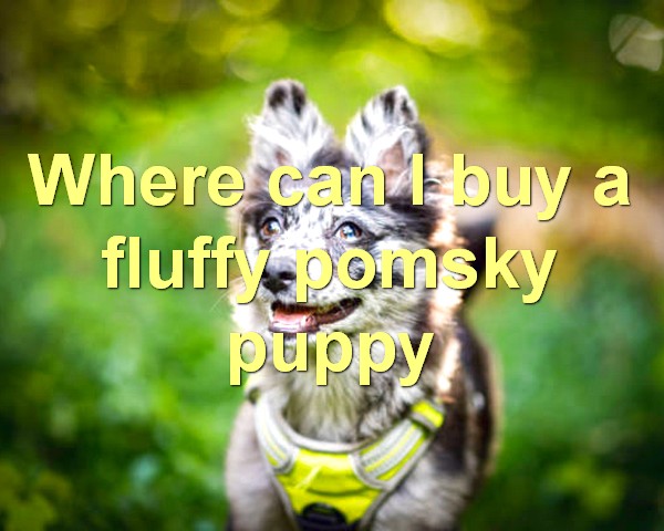 Where can I buy a fluffy pomsky puppy