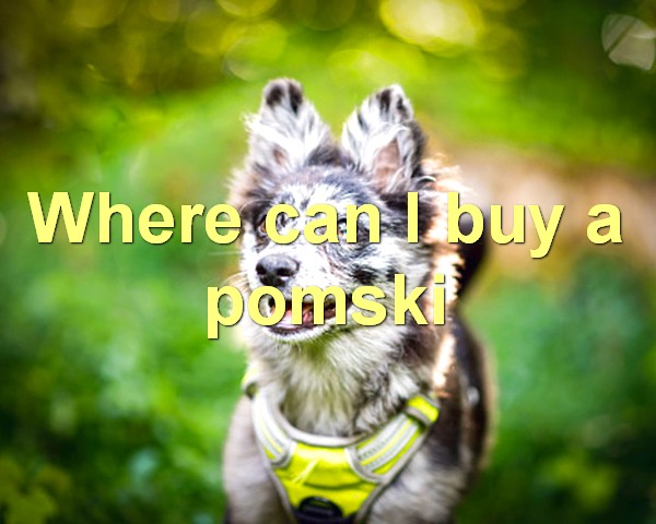 Where can I buy a pomski