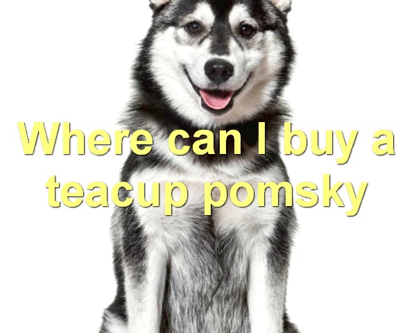 Where can I buy a teacup pomsky