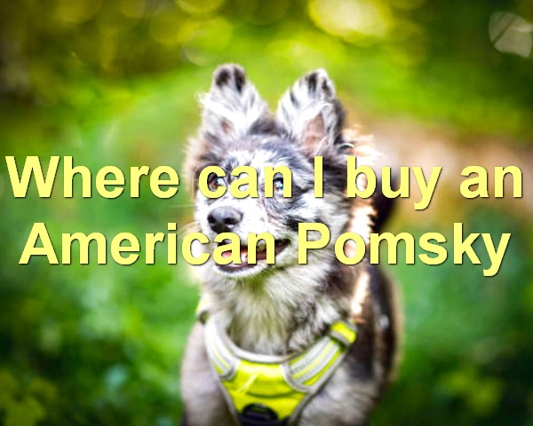 Where can I buy an American Pomsky