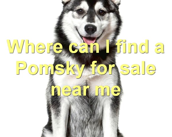 Where can I find a Pomsky for sale near me