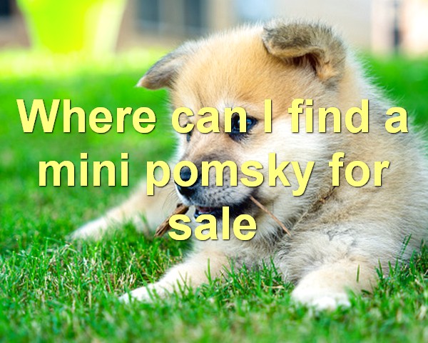 Where can I find a mini pomsky for sale