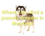 Where can I find a pomsky breeder in Maryland