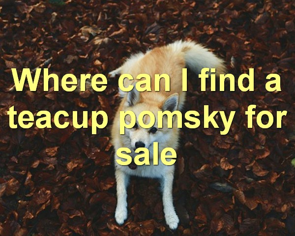 Where can I find a teacup pomsky for sale