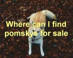 Where can I find pomskys for sale