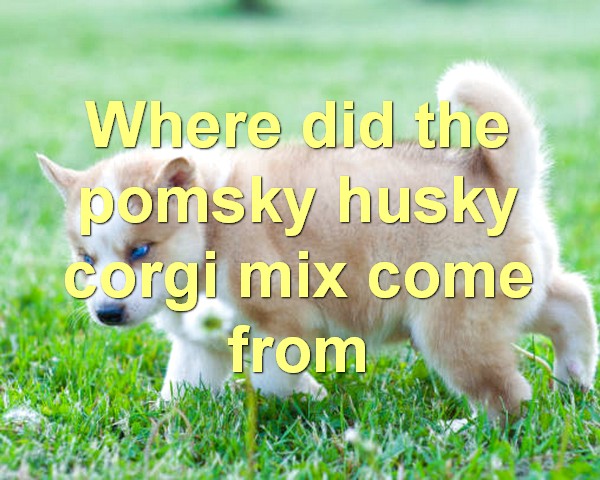 Where did the pomsky husky corgi mix come from