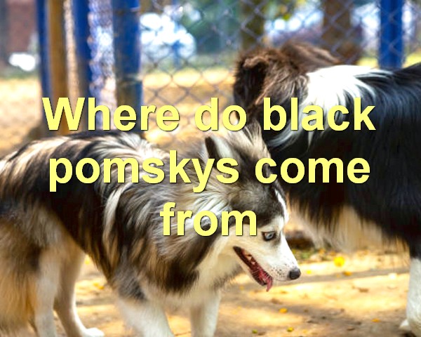 Where do black pomskys come from