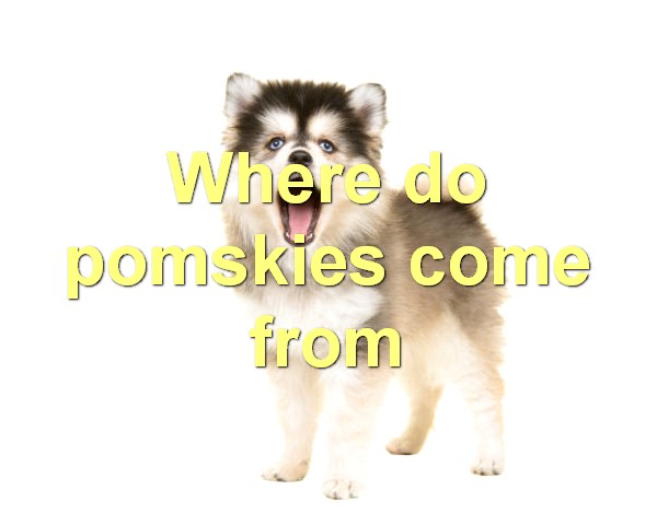Where do pomskies come from