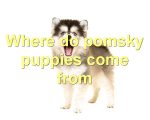 Where do pomsky puppies come from