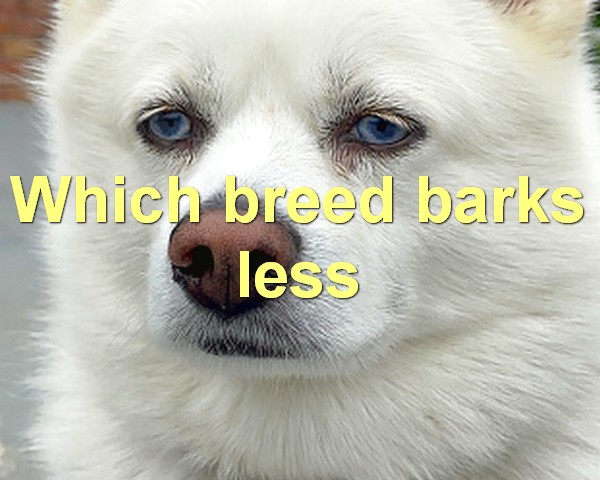 Which breed barks less