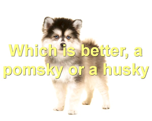 Which is better, a pomsky or a husky