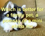 Which is better for a family pet
