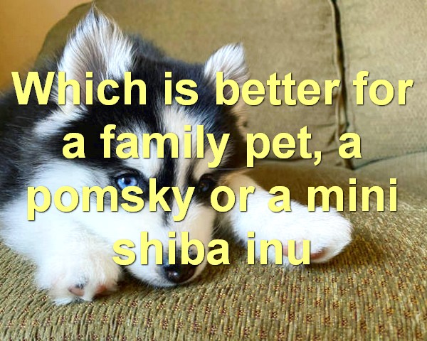 Which is better for a family pet, a pomsky or a mini shiba inu
