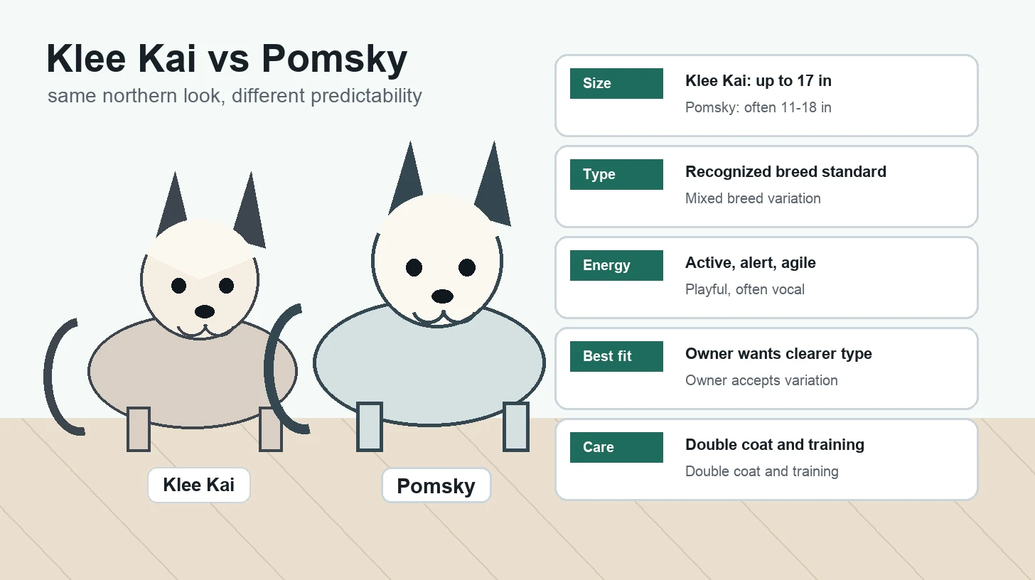 Klee Kai vs Pomsky comparison guide showing size, temperament, exercise, grooming, health, and owner fit