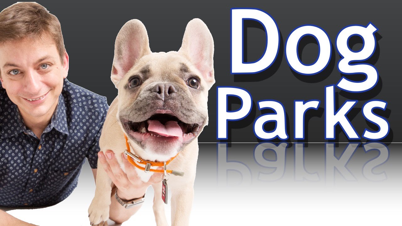 Are Dog Parks a Good Idea for your Dog? A Pomsky