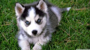 The Importance of Pomsky Grooming