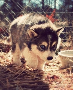 Pomsky Food