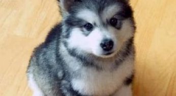 do pomsky puppies shed