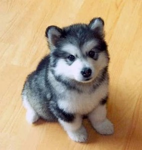 3 Essential Tips for training your Pomsky