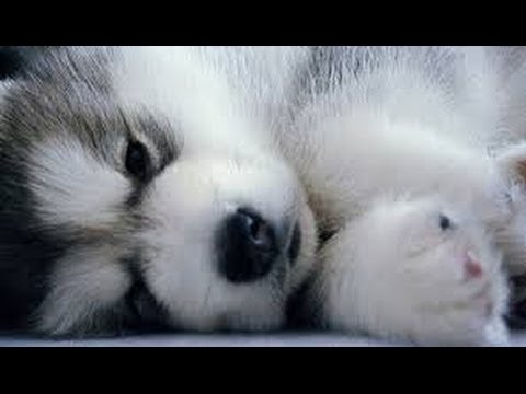 Treating Aggressive Behavior in Pomskies