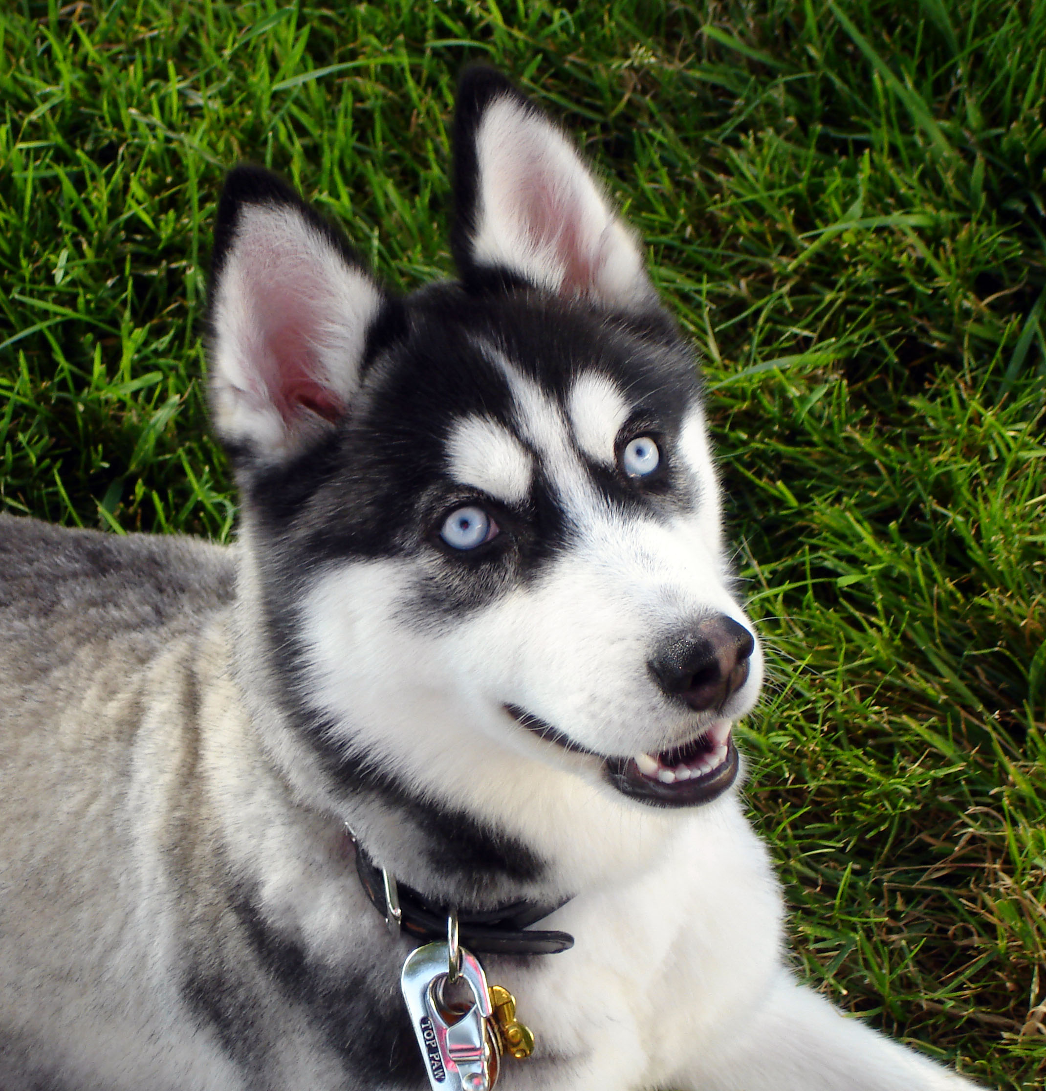 Pomsky grooming tips