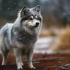 Guide to Raising a Healthy 1 Year Old Pomsky Puppy