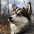 Pomsky Harness: The Top Picks for Safe and Comfortable Walks