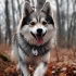 F2B Pomsky Puppies for Sale: Find Your Perfect Companion Today!