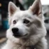 The Cost of Owning a Pomsky: Factors to Consider Before Bringing One Home