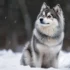 Discover the Adorable Los Angeles Pomskies: Everything You Need to Know
