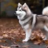 1 Year Old Pomsky for Sale: Find Your New Furry Friend Today