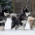 Pomsky Breed: Understanding The Size And Appearance Of This Designer Dog